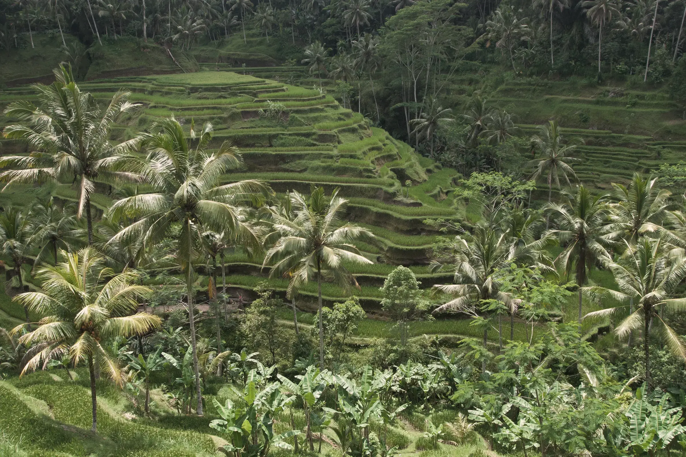 Tegallalang rice terraces framed by coconut palms near Ubud