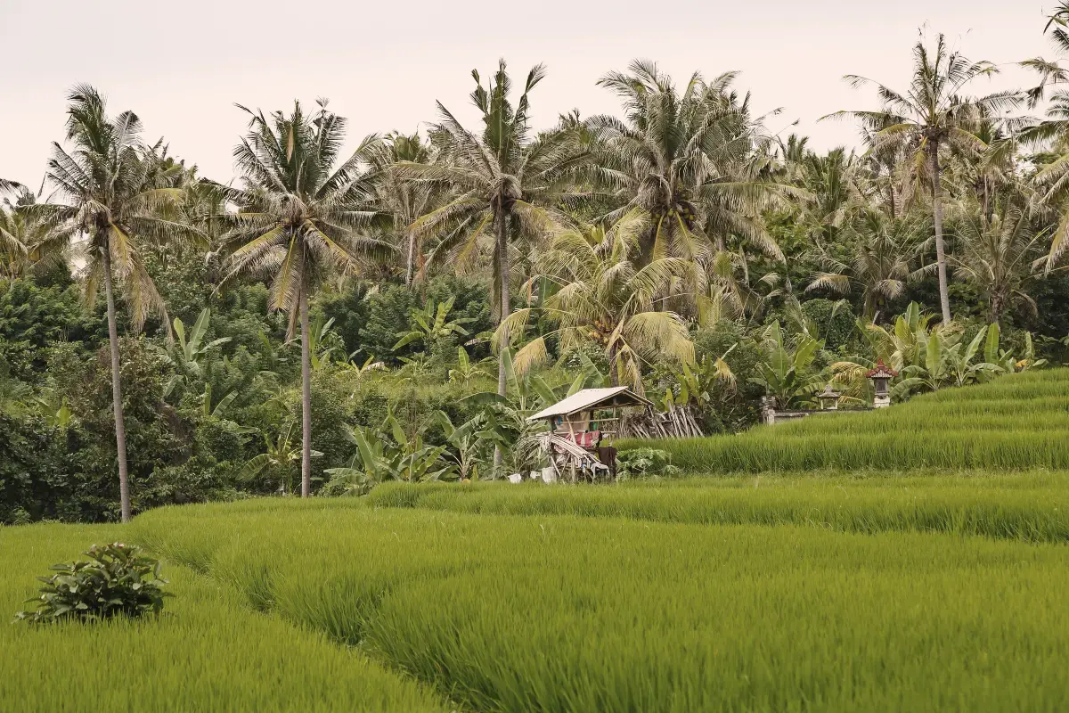 Green rice paddy edged by coconut palms and a small bamboo hut, Bali countryside